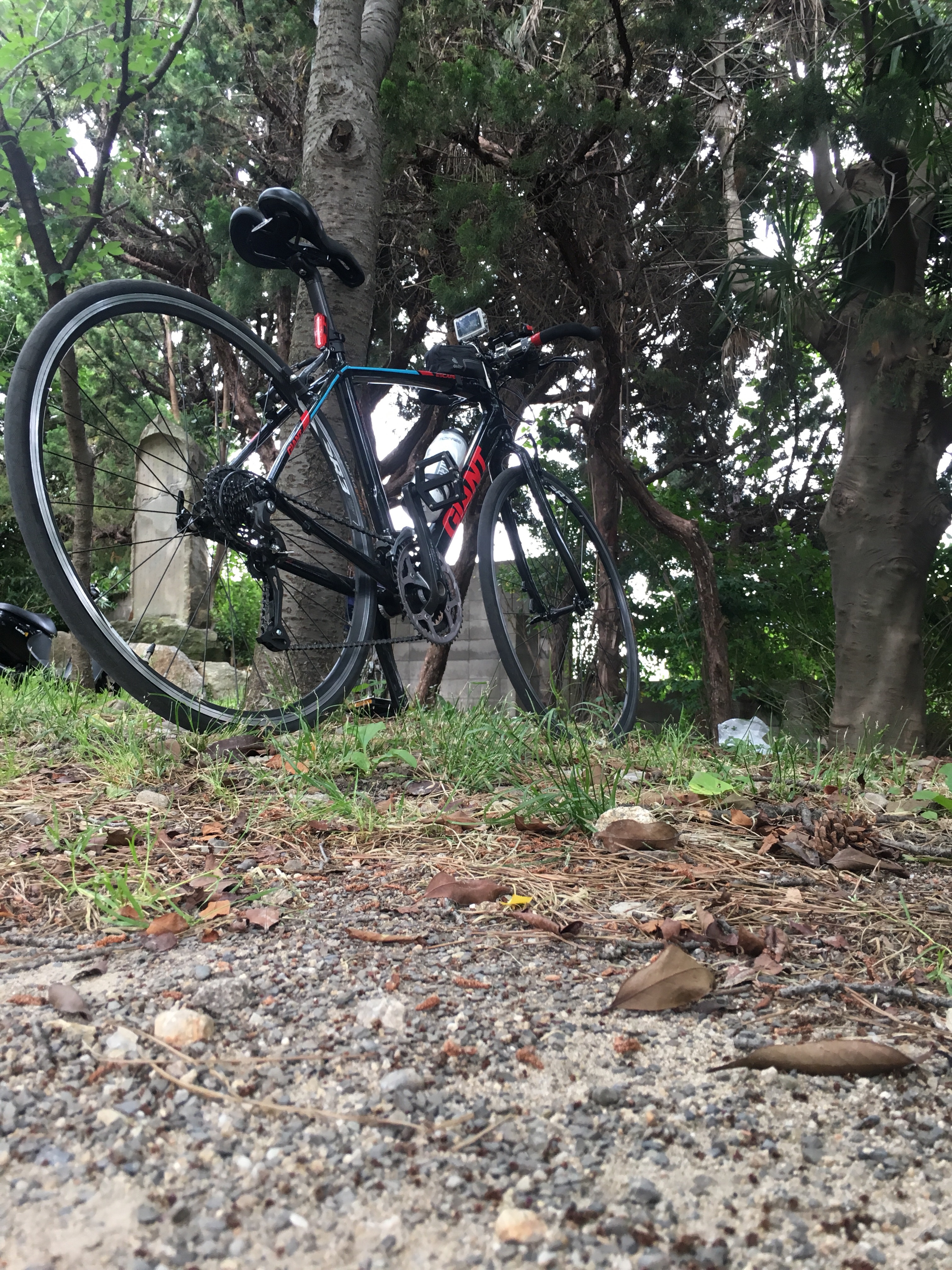 南河内サイクルラインの桜並木をクロスバイクで見にいってきました