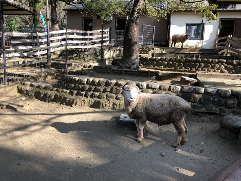 五月山動物園入り口の羊