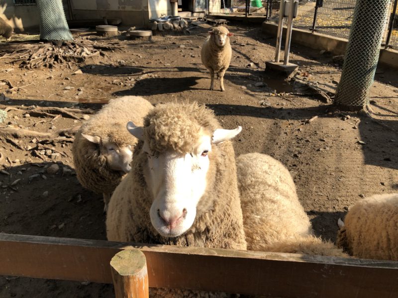 五月山動物園の羊のふれあい